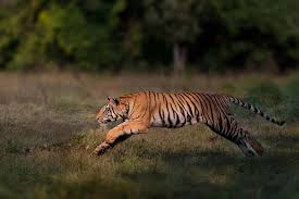 Kuvahaun tulos haulle tigers