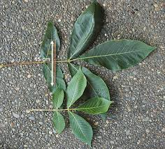 Attēlu rezultāti vaicājumam “Carya ovata leaf”