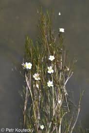 Attēlu rezultāti vaicājumam “Batrachium”