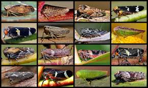 Attēlu rezultāti vaicājumam “Cicadellidae”