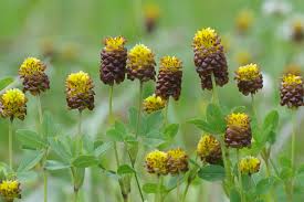 Attēlu rezultāti vaicājumam “Trifolium spadiceum flower”