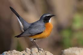 Image result for Irania gutturalis