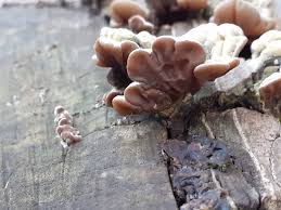 Attēlu rezultāti vaicājumam “Auricularia mesenterica”