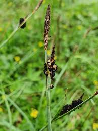 Attēlu rezultāti vaicājumam “Anthracoidea”