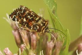 Attēlu rezultāti vaicājumam “Anarta myrtilli”