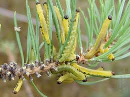 Attēlu rezultāti vaicājumam “Diprion pini male”