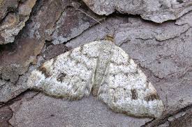 Attēlu rezultāti vaicājumam “Macaria signaria”