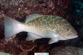 Image result for Mycteroperca olfax