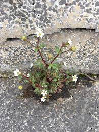 Attēlu rezultāti vaicājumam “Saxifraga tridactylites”