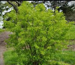 Attēlu rezultāti vaicājumam “Caragana arborescens”