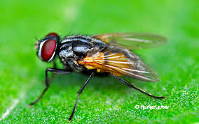 Attēlu rezultāti vaicājumam “Musca domestica”
