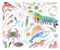 Attēlu rezultāti vaicājumam “Crustacea”