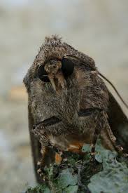 Attēlu rezultāti vaicājumam “Hadula trifolii”