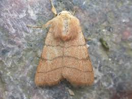 Attēlu rezultāti vaicājumam “Charanyca trigrammica”