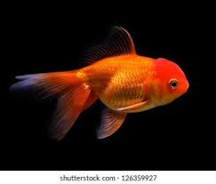 Attēlu rezultāti vaicājumam “Carassius auratus”