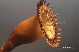 Attēlu rezultāti vaicājumam “Pogonatum nanum”