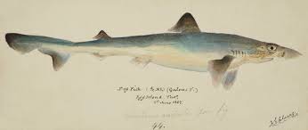 Image result for Galeorhinus galeus