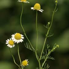 Image result for Matricaria recutita (chamomilla)