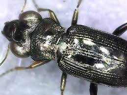 Attēlu rezultāti vaicājumam “Notiophilus palustris”