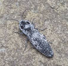 Attēlu rezultāti vaicājumam “Neocudoniella albiceps”