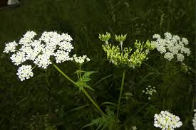 Image result for Chaerophyllum aureum