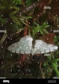 Attēlu rezultāti vaicājumam “Aethalura punctulata”