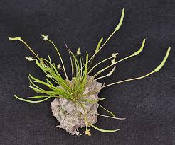 Attēlu rezultāti vaicājumam “Myosurus minimus flower”