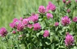 Attēlu rezultāti vaicājumam “Abietinella abietina var. hystricosa”