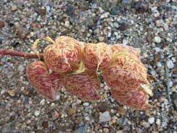 Attēlu rezultāti vaicājumam “Astragalus danicus fruit”