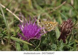 Attēlu rezultāti vaicājumam “Hesperia comma female”