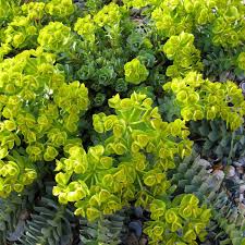 Image result for Wolfsmilch