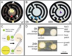 Attēlu rezultāti vaicājumam “Physarum penetrale stalked”