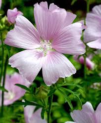 Attēlu rezultāti vaicājumam “Malva moschata flower”