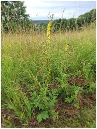 Image result for Agrimonia eupatoria