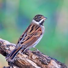 Attēlu rezultāti vaicājumam “Emberiza schoeniclus male”