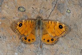 Attēlu rezultāti vaicājumam “Lasiommata megera underside”