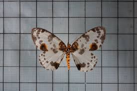 Attēlu rezultāti vaicājumam “Abraxas sylvata larva”