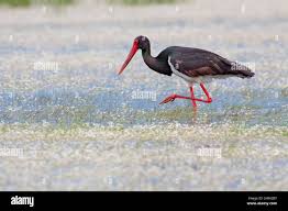 Attēlu rezultāti vaicājumam “Ciconia nigra adult”