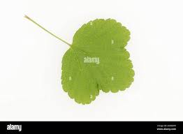 Attēlu rezultāti vaicājumam “Ribes rubrum leaf”