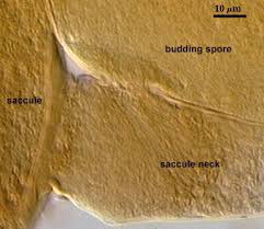 Attēlu rezultāti vaicājumam “Fuligo laevis spores”