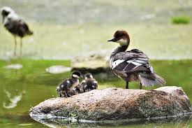 Attēlu rezultāti vaicājumam “Mergus albellus”