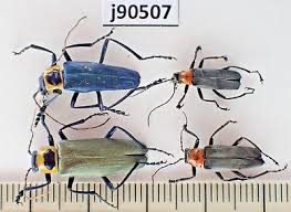 Attēlu rezultāti vaicājumam “Cantharidae”