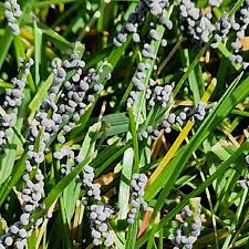 Attēlu rezultāti vaicājumam “Physarum cinereum”