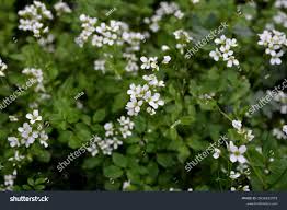 Attēlu rezultāti vaicājumam “Cardamine amara”