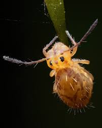 Attēlu rezultāti vaicājumam “Ptenothrix sp.”