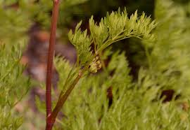 Attēlu rezultāti vaicājumam “Selinum carvifolia fruit”