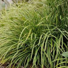 Attēlu rezultāti vaicājumam “Carex paniculata”