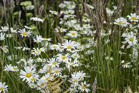 Attēlu rezultāti vaicājumam “Leucanthemum vulgare flower”