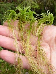 Attēlu rezultāti vaicājumam “Sphagnum girgensohnii”