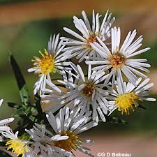 Image result for Aster lanceolatus